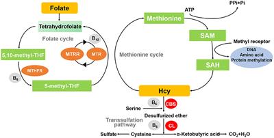 Circulating homocysteine and folate concentrations and risk of type 2 diabetes: A retrospective observational study in Chinese adults and a Mendelian randomization analysis